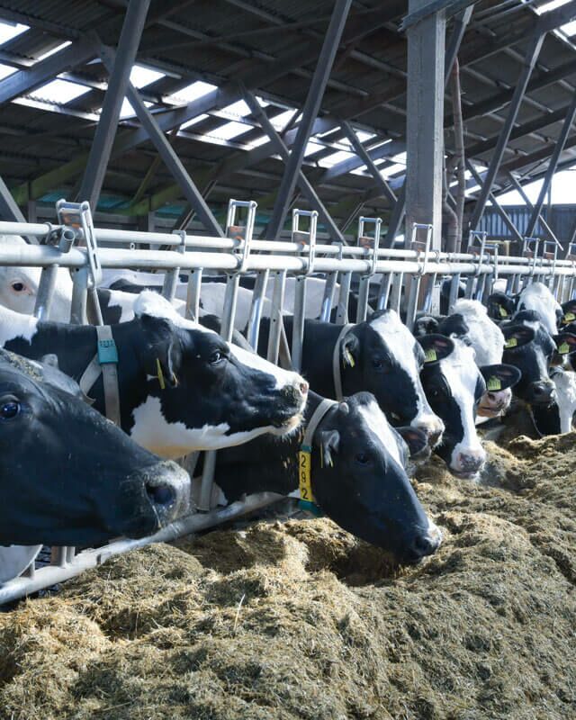 Eine lange Reihe Kühe beim Fressen im Stall