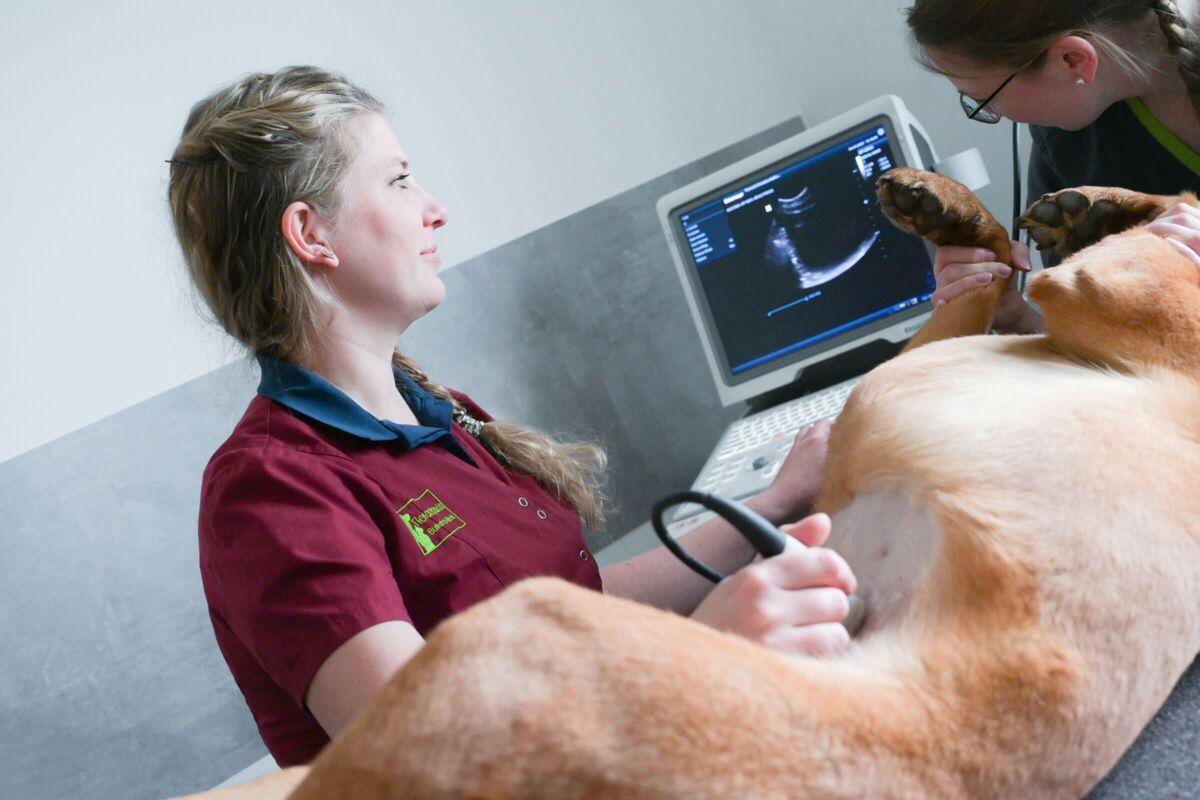 Ärztin bei der Ultraschalluntersuchung eines Hundes