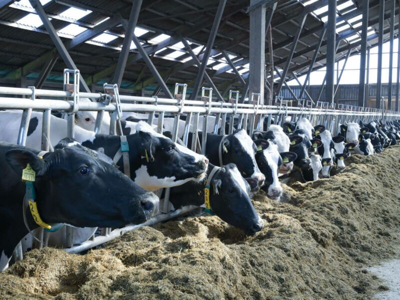 Eine lange Reihe Kühe beim Fressen im Stall