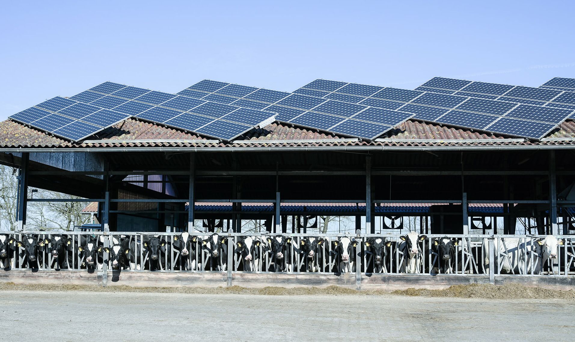 Kühe im Stall, Dach mit Photovoltaik